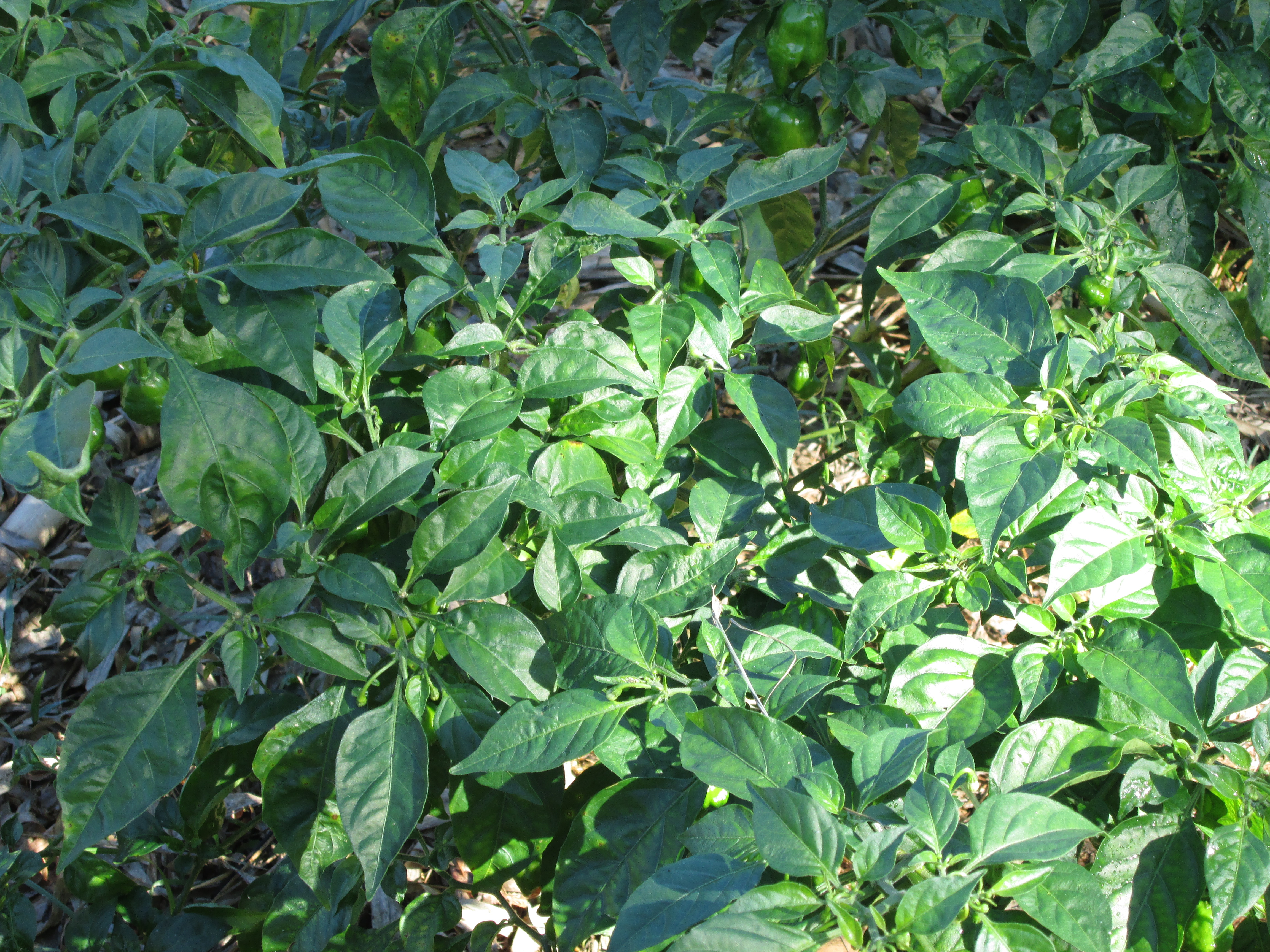 Pepper Plants